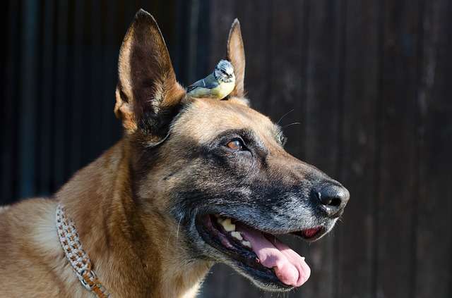 dog, blue tit, malinois