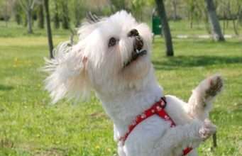 Smiling Dog Dances the Merengue Dancing Dog