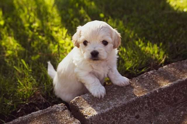 puppy, dog, pet a small puppy ready for bringing home