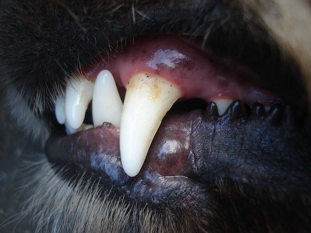 close up of a dog's teeth