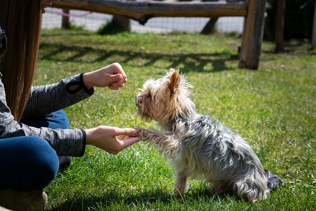 A treat goes a long way in training your pup