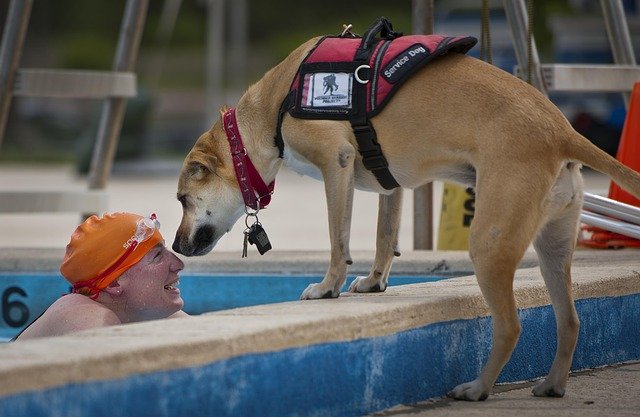 swimmer, disabled, service dog