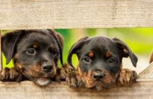 Basic Doggy Do–List for Newbie Dog Owners