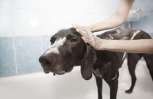 Tips for A Stress-free Canine Bath, Just the Basics