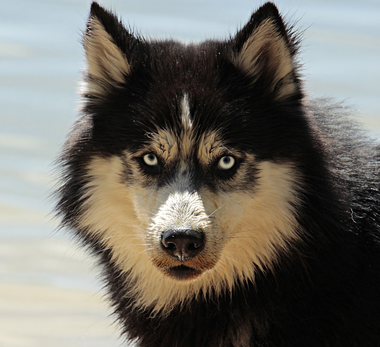 This dog/s stare is a valuable part of his body language.