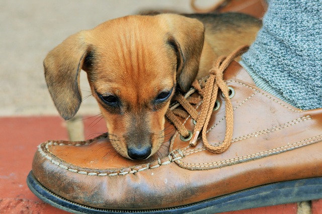 puppy sniffing ta brown shoe