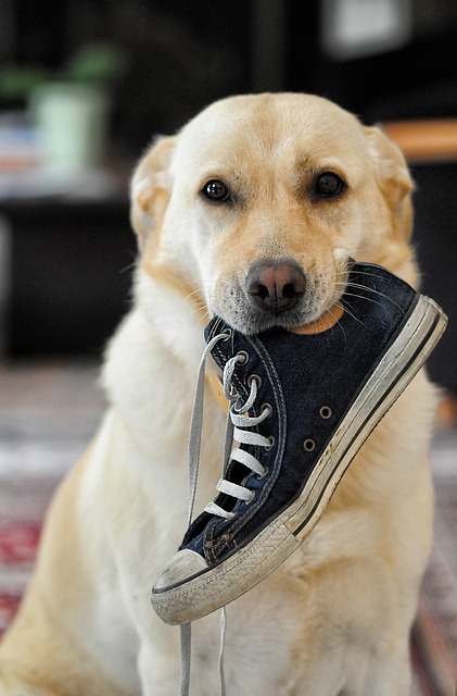lab pup chewing tennis shoe