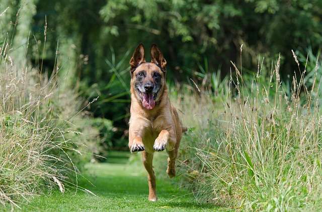 malinois, retrieve, dog training