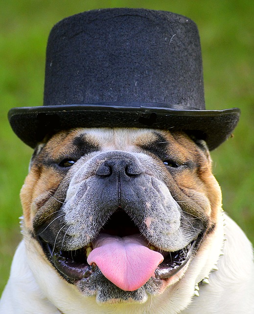 bulldog, hat, face