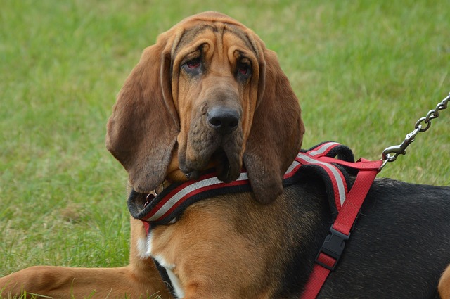 Bloodhound in a harness