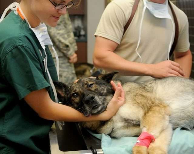 vet treating dog