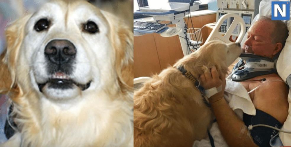 heroic act: golden retreiver saved owner from freezing