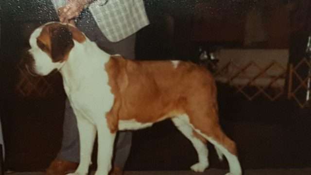 Ch. Forest Retreat's Sugar Baby Not just for show, this dog loved to hike