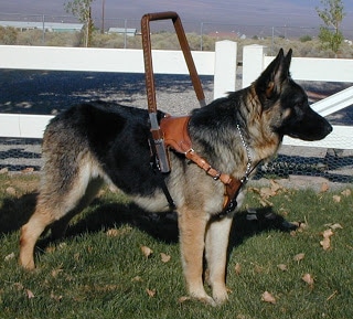 German Shepard Guide Dog In Harness
