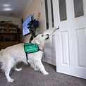 Mobility Dog Opens the Door
