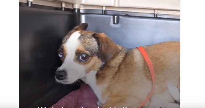 this pup's ears are part of his body language teeling us that he is not too happy