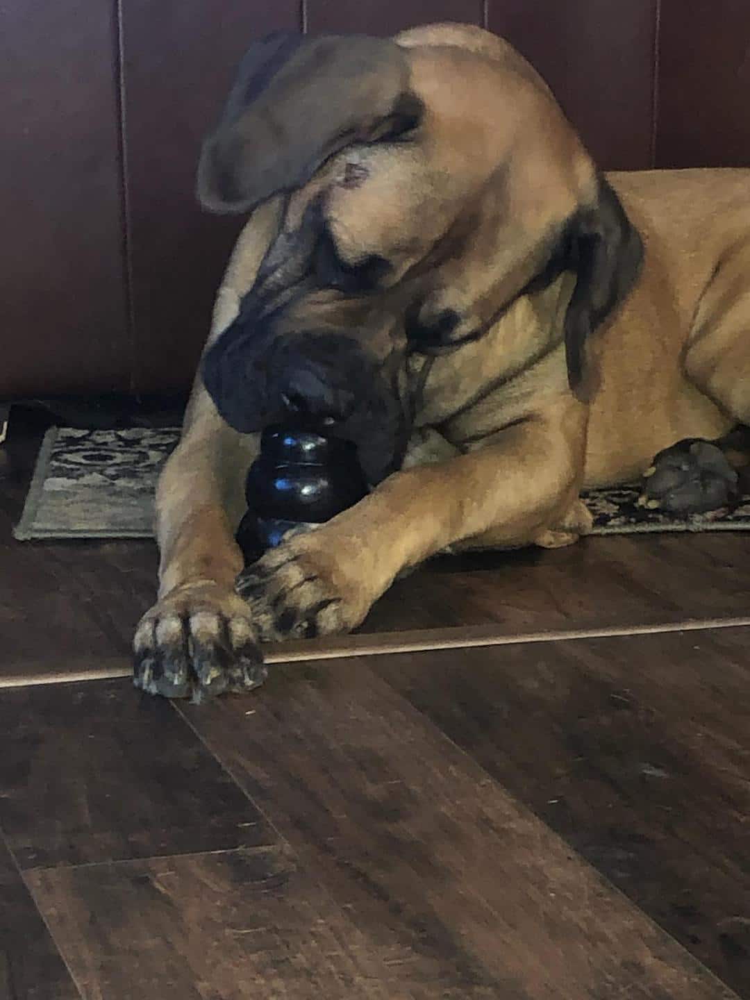 massive dog chewing on a Kong toy