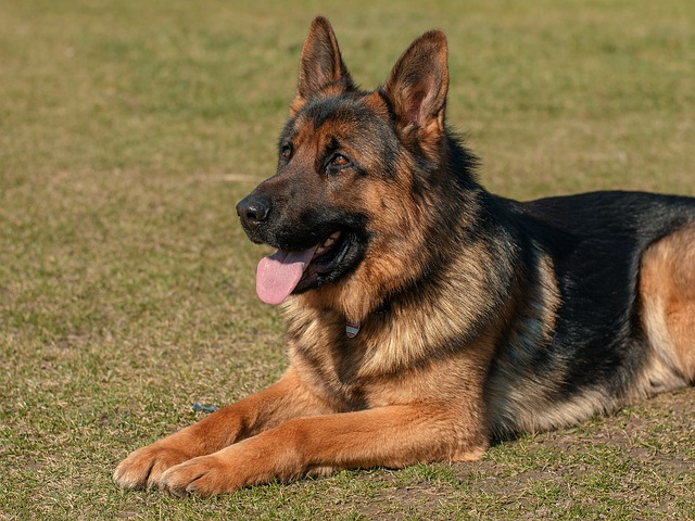German Shepherd lying on the grass at attention