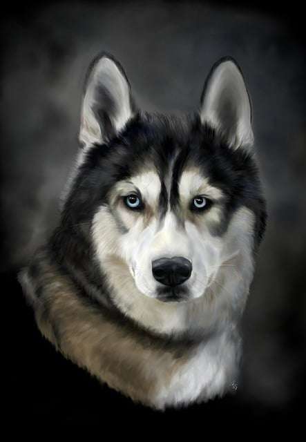 Handsome Husky