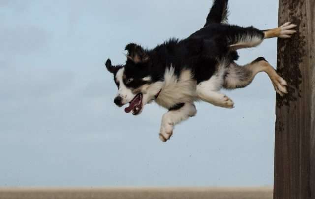 excited dog