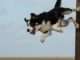 Why Are These Two Dogs So Excited? excited dog