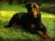 Dog Breeds For Single Women Rottweiler