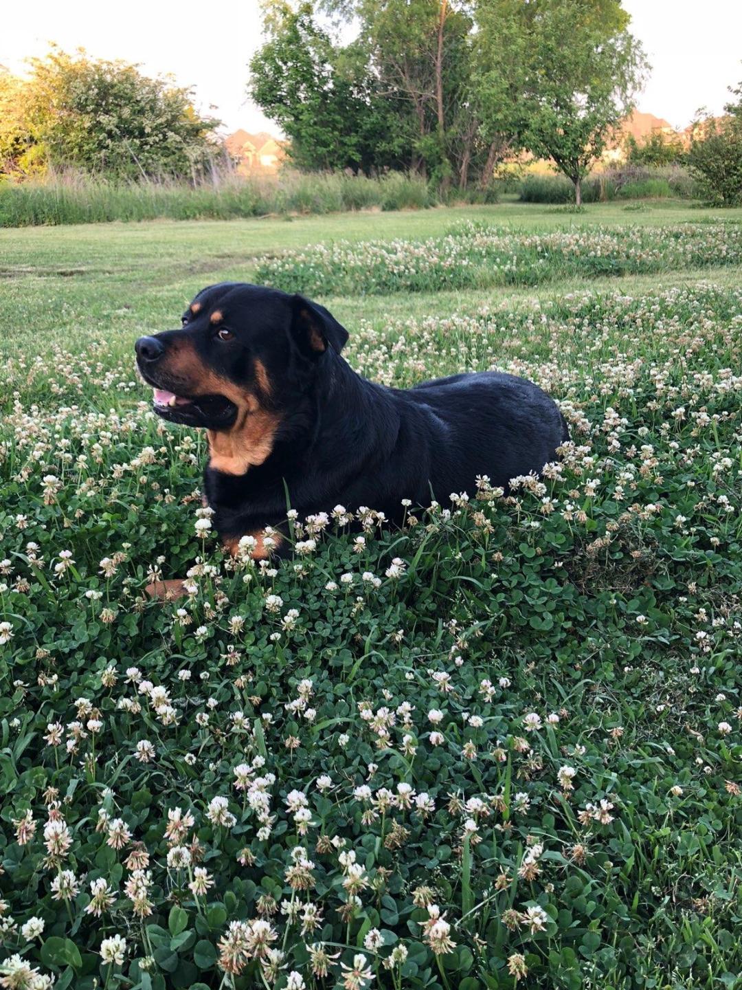 Rottweiller in the grass
