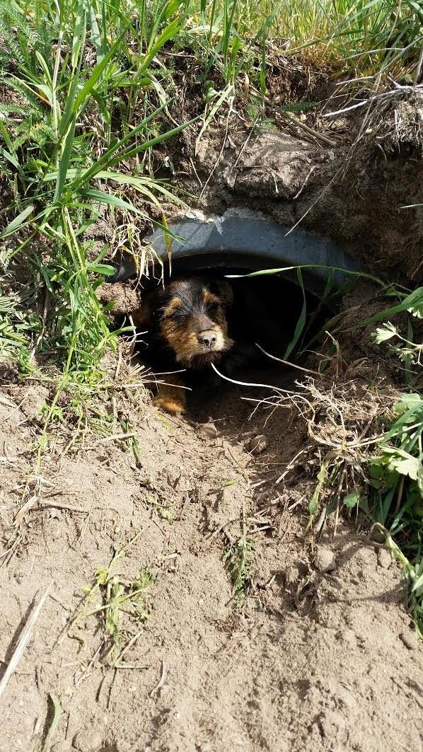 dog in a ditch