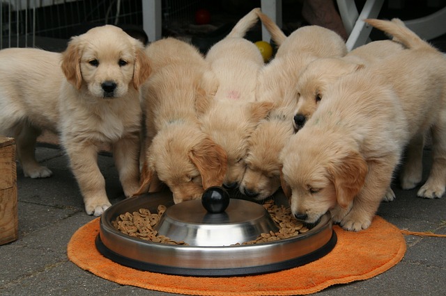 golden retriever puppy, dog puppy while it is eating, cute puppy