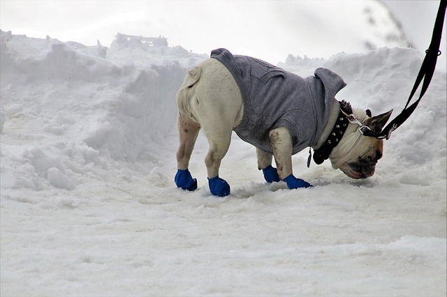 small dog in coat and boots in the snow