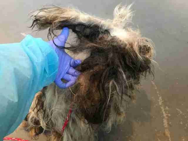 Matted fur being cliipped