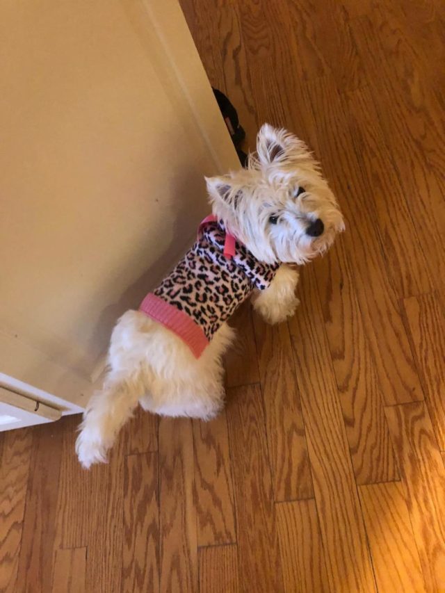 Bella in a Sweater