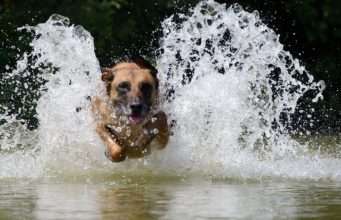 Dogs Dying of Toxic Algae Poisoning