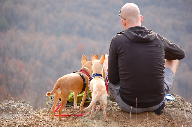 man, dogs, hiking
