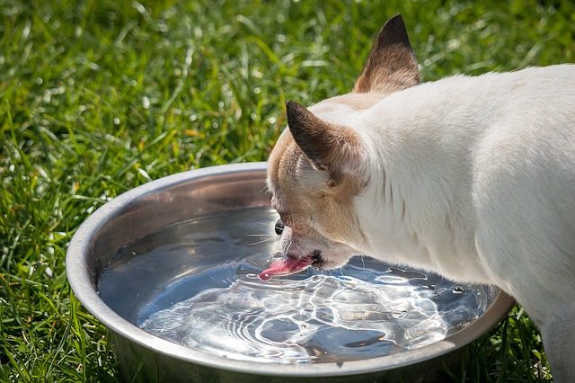 dog drinking water from a metal bowl outside