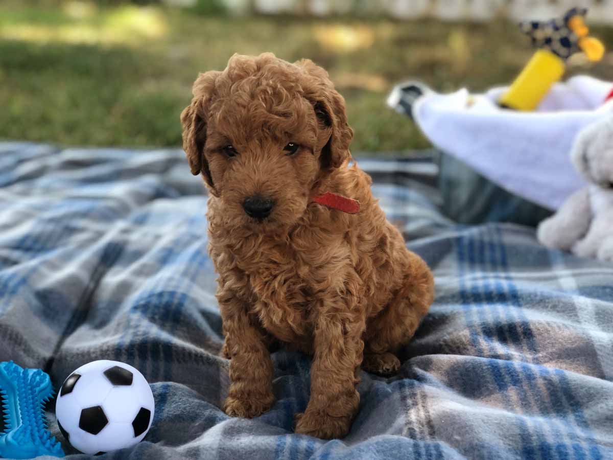 GoldenDoodle is a popular dog breed