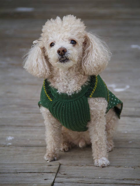 poodle in a green sweater