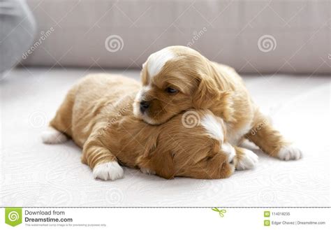 2 pups snuggling together