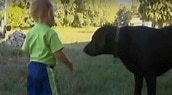 Toddler plays with Dog who Saved him from drowning