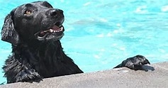 Family dog save toddlere who fell into pool