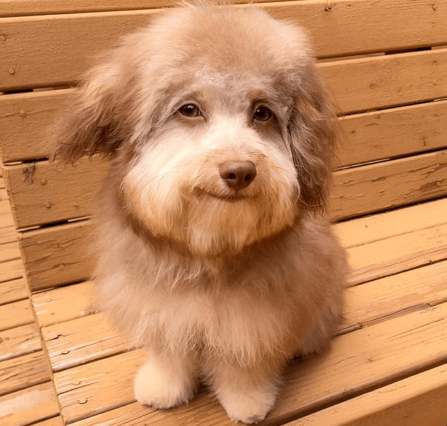 pup looks like a human