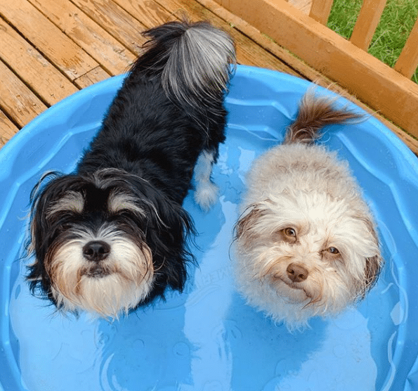 pups cooling off in a wading pool