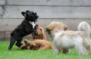 Several Reasons Why Dogs Hump puppies playing together