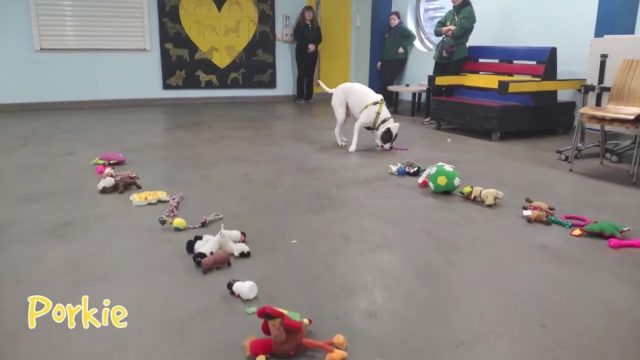 energetic dog indoor obstacle course