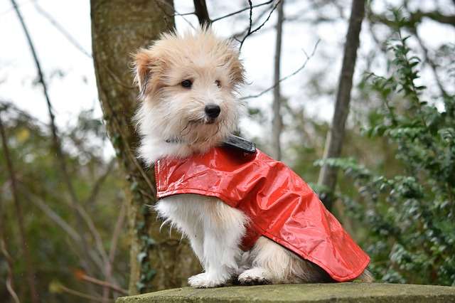 dog, dog wears a coat, pup