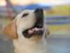 Excited Dog Reunites With His Mommy Labrador