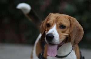 Beagle Showers New Human Baby Sister With Genuine Love A Happy Looking Beagle