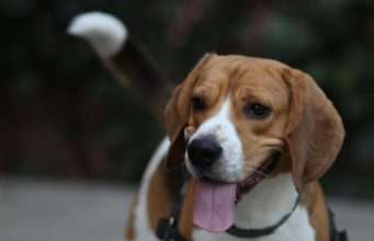 Beagle Showers New Human Baby Sister With Genuine Love A Happy Looking Beagle