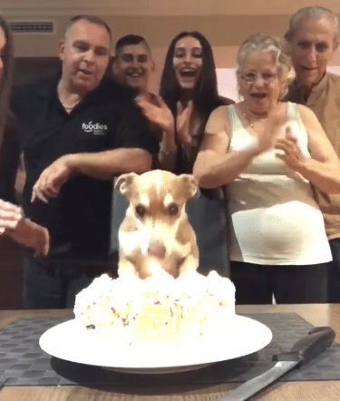 Birthday dog cannot wait to devour his cake.