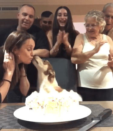 birthday party with cake for small dog